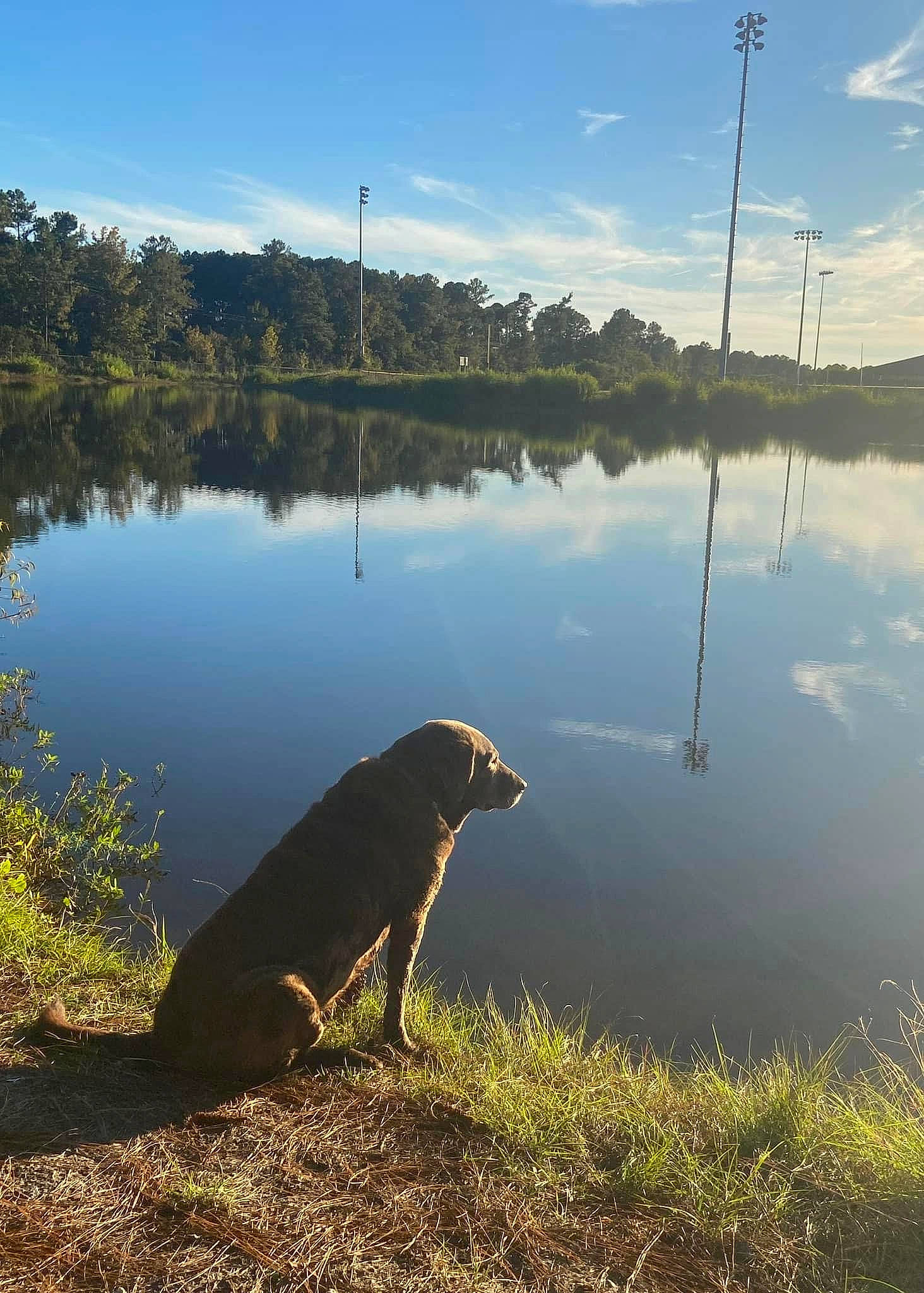 Yellow is registered to the contest to win money with this photo: bank, calm, carnivore, cloud, dog, dog_breed, grass, horizon, lacustrine_plain, lake, landscape, natural_landscape, plant, shore, sky, tree, water, water_resources, watercourse, working_animal