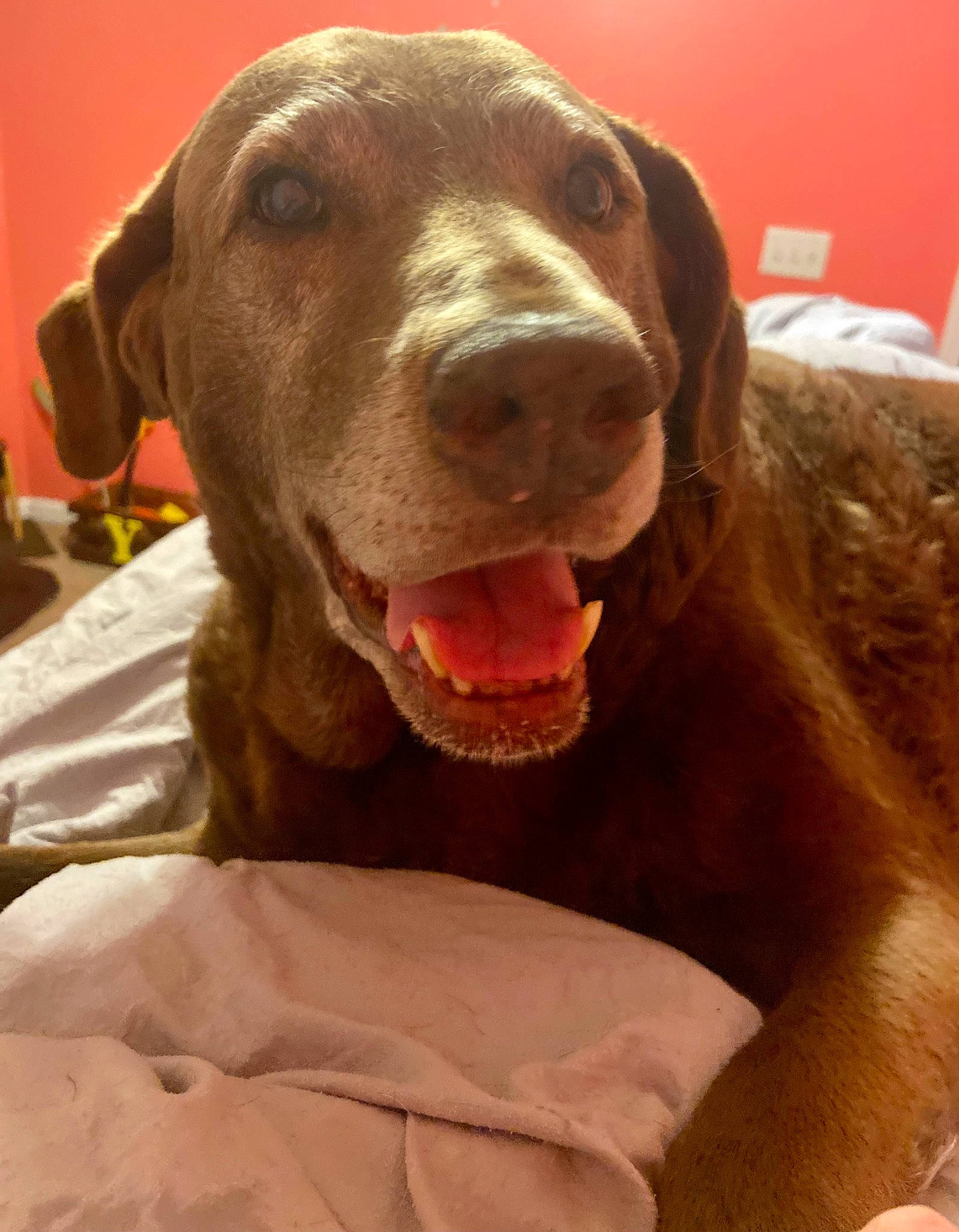 Yellow joined the competition — help win amazing prizes! canidae, carnivore, collar, comfort, companion_dog, dog, dog_breed, dog_collar, dog_supply, fawn, fur, gun_dog, jaw, labrador_retriever, liver, pet_supply, snout, sporting_group, whiskers, working_animal