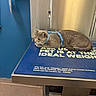 Suki joined the competition — help win amazing prizes! animal, blue_harness, blue_mat, box_of_gloves, calm, cat, closeup, feline, floor, gray_cat, indoor, lying_down, medical, metal_surface, pet, resting, text_on_mat, vet_scale, veterinary_clinic, wall