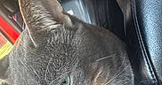Suki is registered to the contest to win money with this photo: animal, car_seat, cat, close_up, companion, cute, daylight, domestic_cat, fur, gray_cat, green_eyes, indoor, inside_vehicle, leather_seat, pet, relaxed, side_view, transport, whiskers, window