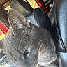 animal, car_seat, cat, close_up, companion, cute, daylight, domestic_cat, fur, gray_cat, green_eyes, indoor, inside_vehicle, leather_seat, pet, relaxed, side_view, transport, whiskers, window