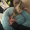 cat, cords, cozy, cushion, fabric, furniture, gray_cat, hand, home, indoor, paw, person, pet, power_strip, relaxation, resting, snack, soft_texture, tattoo, tattooed_hand