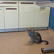 Suki joined the competition — help win amazing prizes! animal, blue_harness, cabinet, cat, countertop, easter_decorations, feline, floor, gray_cat, harness, holiday_decor, indoor, medical_supplies, pet, pet_care, quiet, room, sink, veterinary_office, waiting