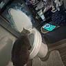 Suki is registered to the contest to win money with this photo: bathmat, bathroom, cat, container, curious, domestic, drinking, floor, furniture, gray_cat, household, indoor, pet, plastic_bag, shadow, shelf, toilet, toiletries, tube, wood_floor