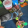 animal, blue_harness, carpet, cat, cat_food, cat_toys, catnip, closeup, colorful, domestic_animal, feeding, feline, indoor, pet, pet_accessories, plastic_bowl, playful, popcorn_bucket, snack_time, treats