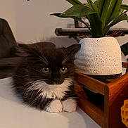Merlot is registered to the contest to win money with this photo: animal, black_and_white, cat, closeup, curious, cute, domestic, feline, fluffy, indoor, kitten, paws, pet, plant, pot, soft, table, whiskers, wooden_tray, young