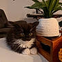 animal, black_and_white, cat, closeup, curious, cute, domestic, feline, fluffy, indoor, kitten, paws, pet, plant, pot, soft, table, whiskers, wooden_tray, young