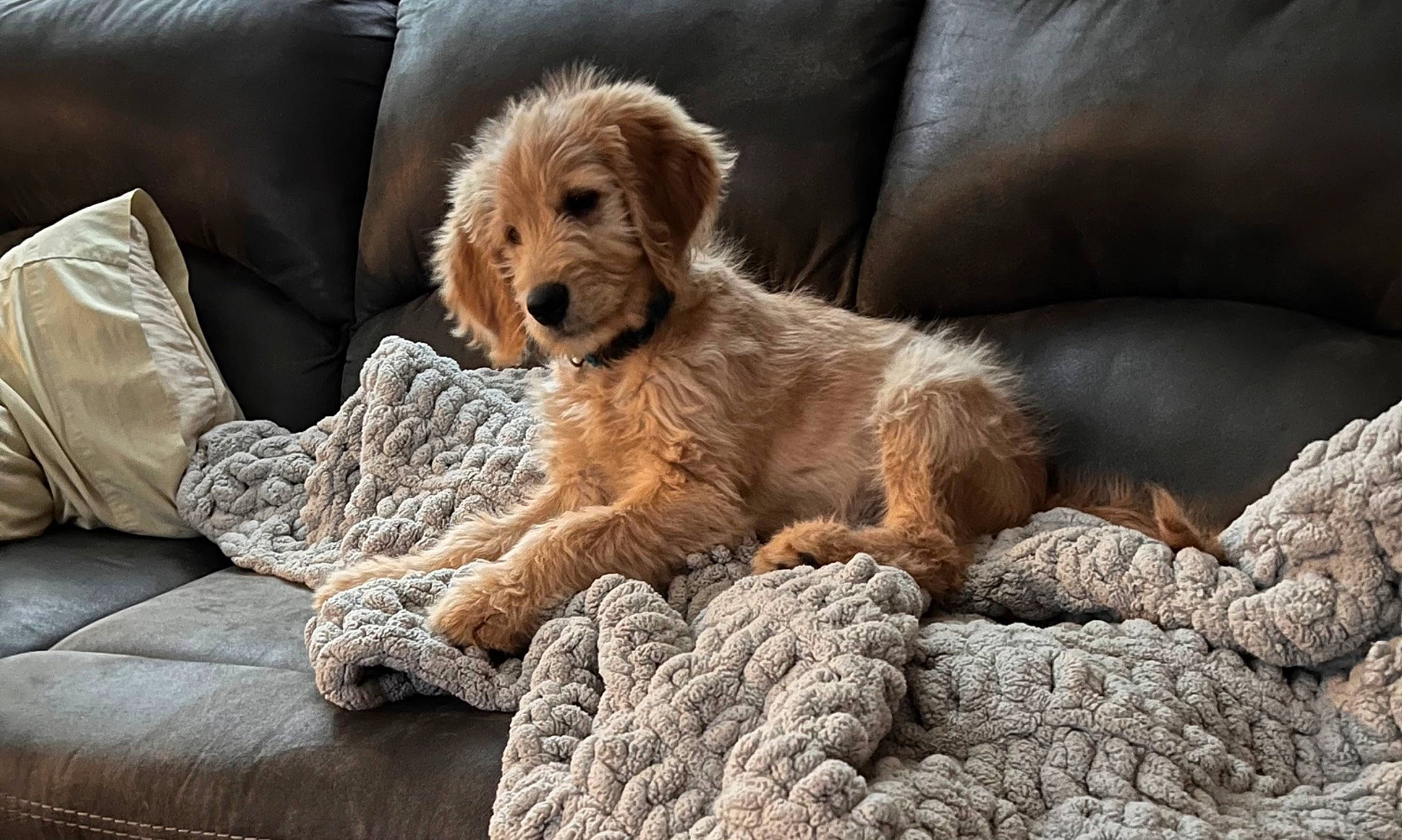 Goose is registered to the contest to win money with this photo: canidae, carnivore, comfort, companion_dog, couch, dog, dog_breed, dog_supply, fawn, fur, linens, liver, small_terrier, sporting_group, terrestrial_animal, terrier, toy_dog, working_animal, working_terrier, yorkipoo