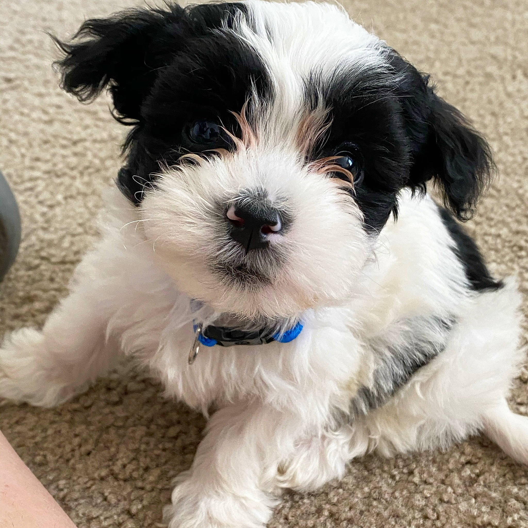 Mozzie is registered to the contest to win money with this photo: canidae, carnivore, cavapoo, cockapoo, companion_dog, dog, dog_breed, havanese, kyi_leo, mal_shi, maltepoo, mammal, morkie, puppy, schnoodle, shih_poo, shih_tzu, sporting_group, tibetan_terrier, vertebrate