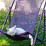 cat, white_cat, sleeping, hammock, purple, outdoor, garden, grass, flowers, daisies, sunlight, relaxation, pet, animal, feline, nature, resting, summer, leisure, comfort