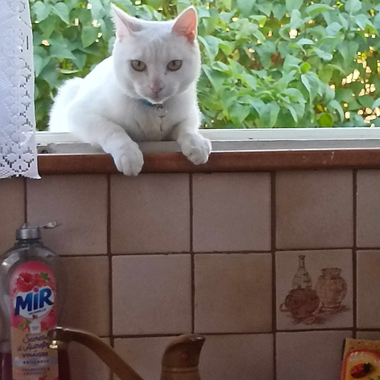Tiplouf