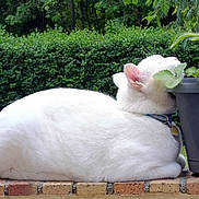 Tiplouf a rejoint le concours — aidez-le/la à gagner de superbes lots ! cat, white_cat, collar, potted_plant, greenery, hedge, brick_ledge, outdoor, nature, relaxing, animal, pet, feline, sniffing, curious, leaf, plant_pot, daylight, side_view, resting