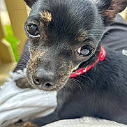 Lil Turkey joined the competition — help win amazing prizes! dog, close_up, black_dog, tan_markings, collar, pet, animal, outdoor, fence, blanket, whiskers, curious, small_dog, young_dog, fur, ears, nose, eyes, resting, cute