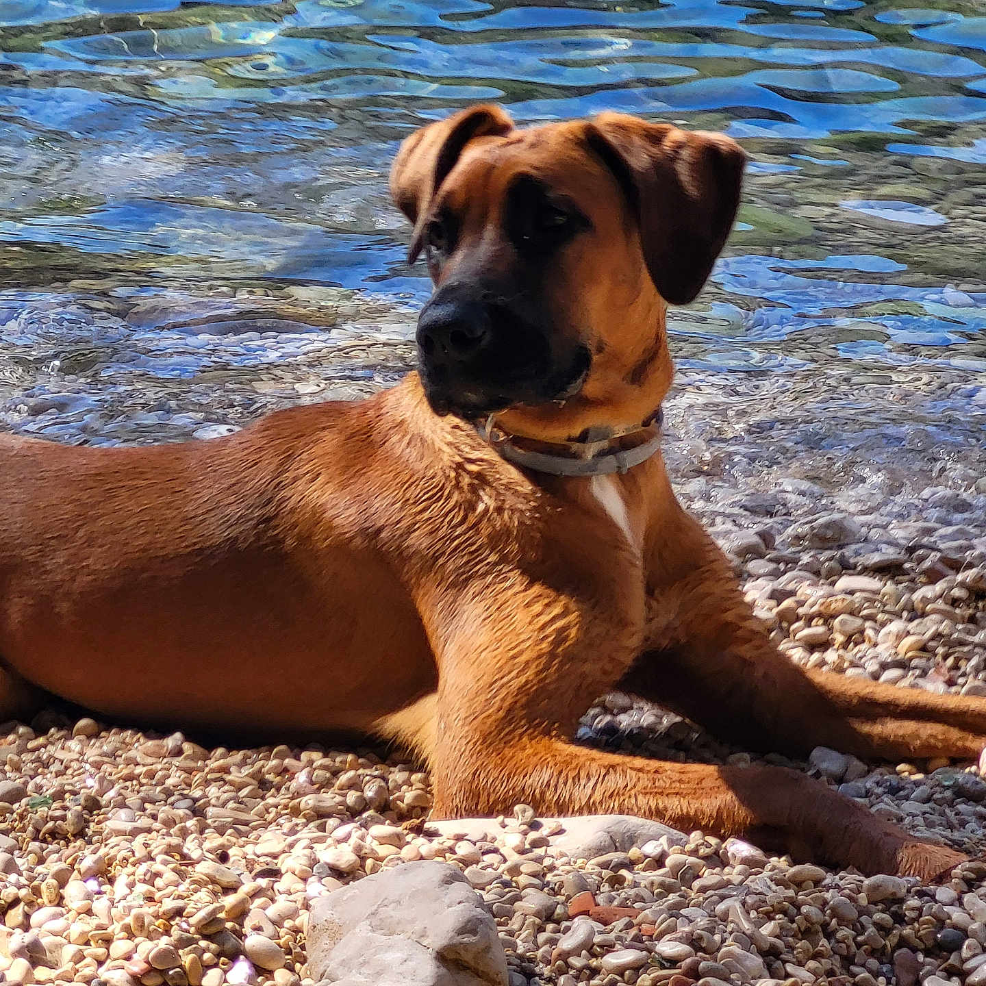 Zanka participe au concours pour gagner de l'argent avec cette photo : animal, ball, boxer, bulldog, canine, dog, gravel, hound, labradorretriever, pebble, pet, pointer, puppy, road, rock, sphere, sport, tennis, tennisball, wood