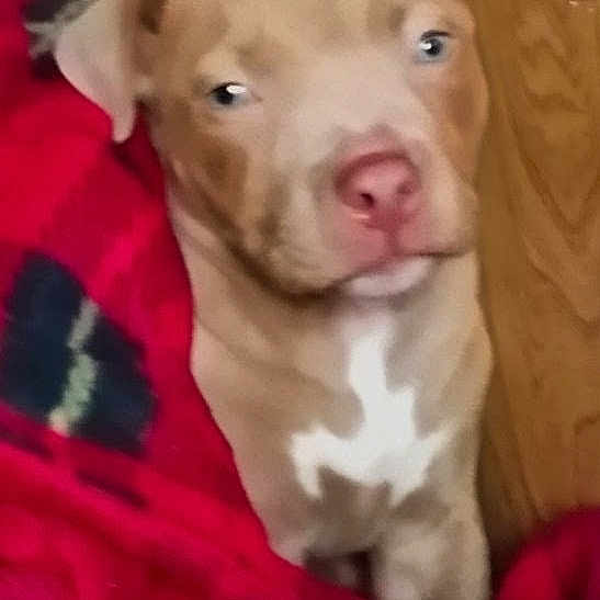 Lillyblaze