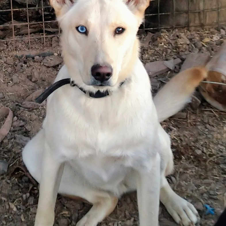 Ivar