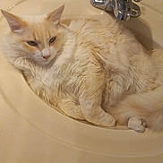 Rapheal joined the competition — help win amazing prizes! cat, fluffy, cream_color, sink, bathroom, pet, animal, relaxed, fur, domestic_cat, whiskers, cute, indoor, resting, feline, curled_up, cozy, household, mammal, cute_pet