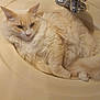cat, fluffy, cream_color, sink, bathroom, pet, animal, relaxed, fur, domestic_cat, whiskers, cute, indoor, resting, feline, curled_up, cozy, household, mammal, cute_pet