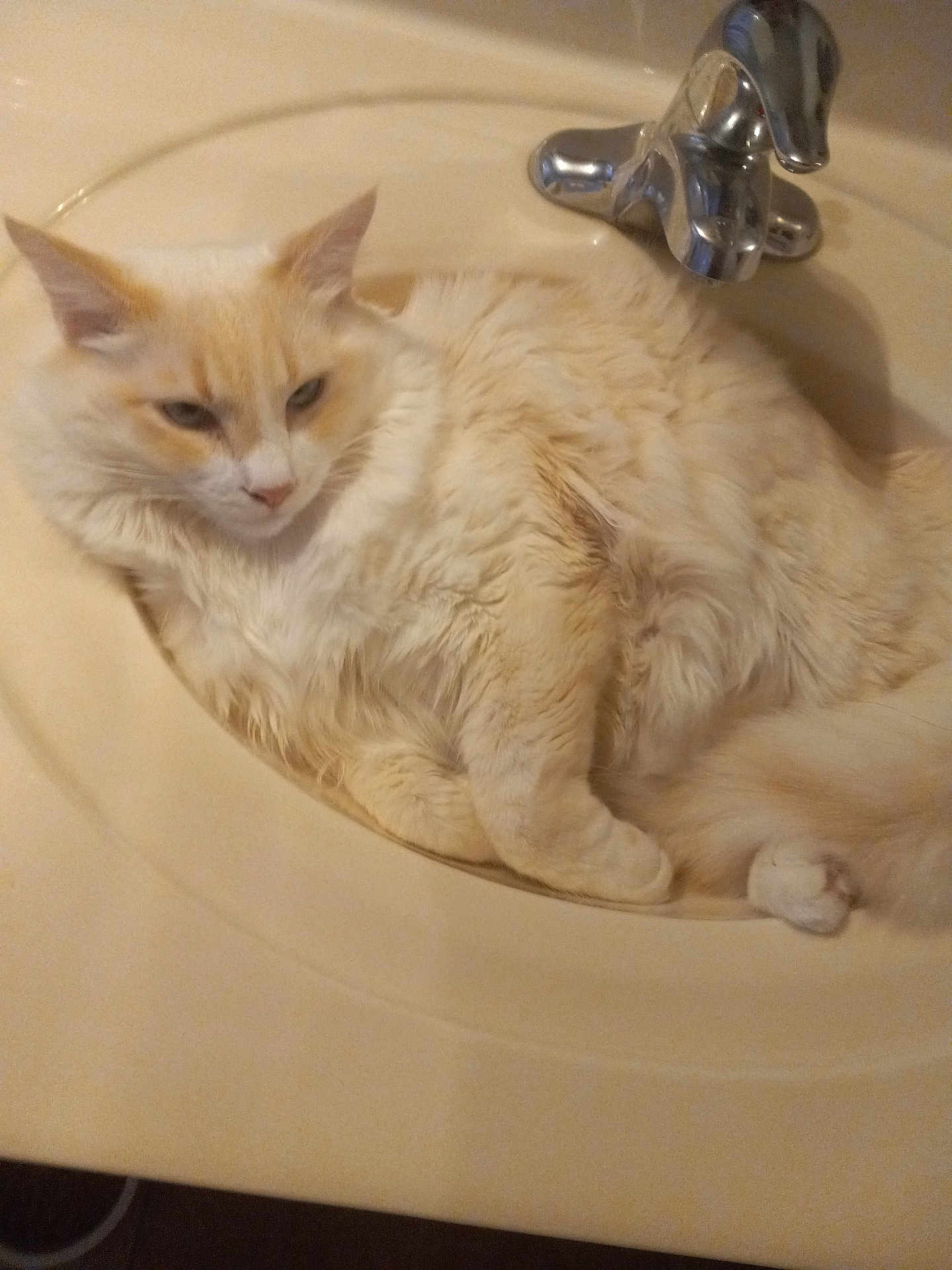 Rapheal joined the competition — help win amazing prizes! cat, fluffy, cream_color, sink, bathroom, pet, animal, relaxed, fur, domestic_cat, whiskers, cute, indoor, resting, feline, curled_up, cozy, household, mammal, cute_pet