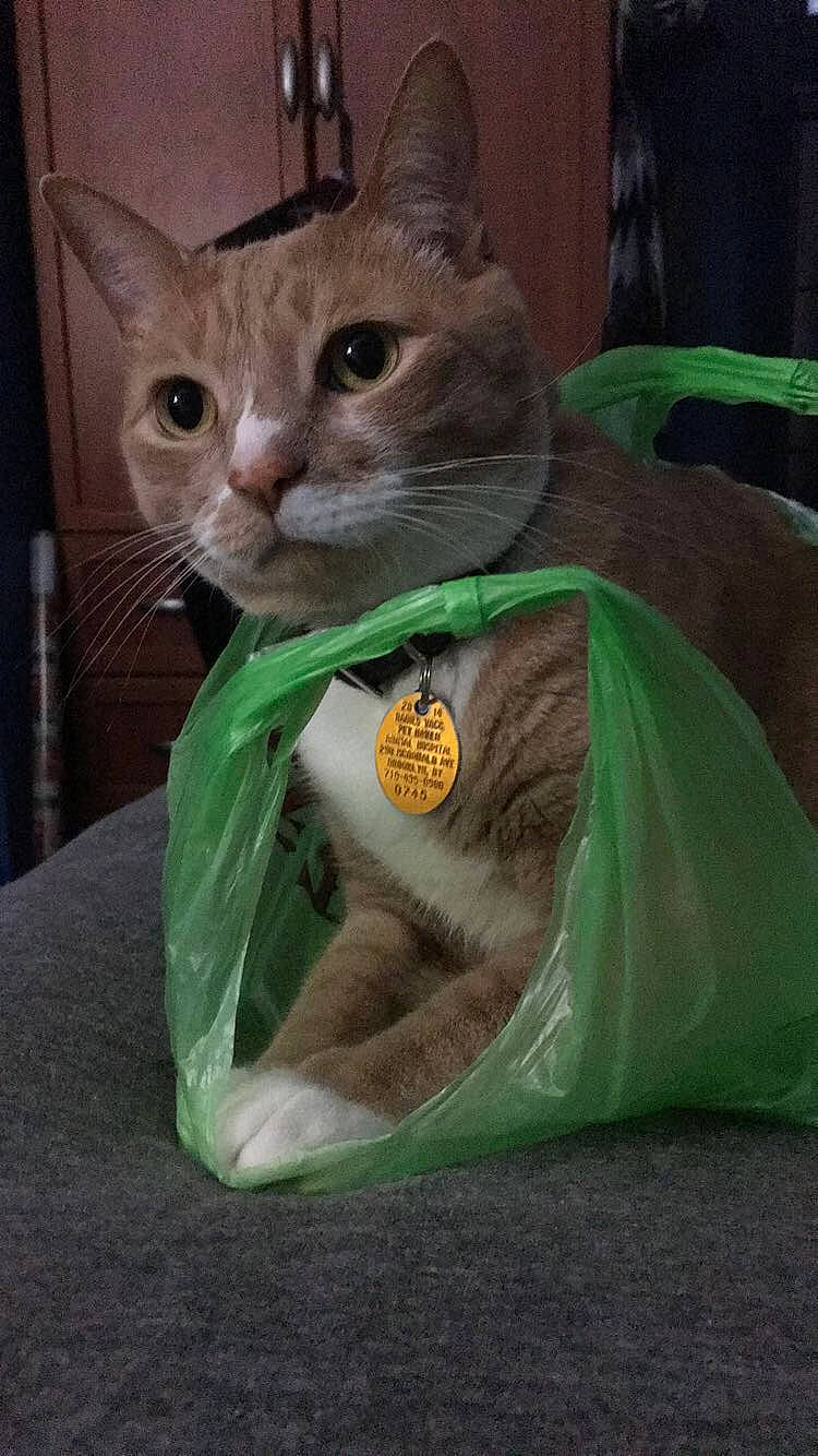 Oliver joined the competition — help win amazing prizes! asian, carnivore, cat, domestic_short_haired_cat, european_shorthair, felidae, german_rex, kitten, plastic_bag, small_to_medium_sized_cats, tabby_cat, whiskers