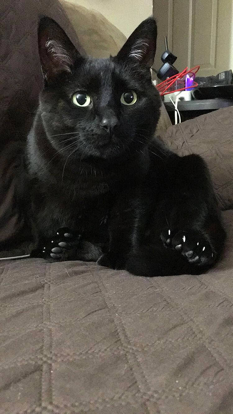 Panther is registered to the contest to win money with this photo: asian, black, black_cat, bombay, burmese, carnivore, cat, domestic_short_haired_cat, eye, felidae, kitten, korat, mammal, polydactyl_cat, small_to_medium_sized_cats, snout, vertebrate, whiskers