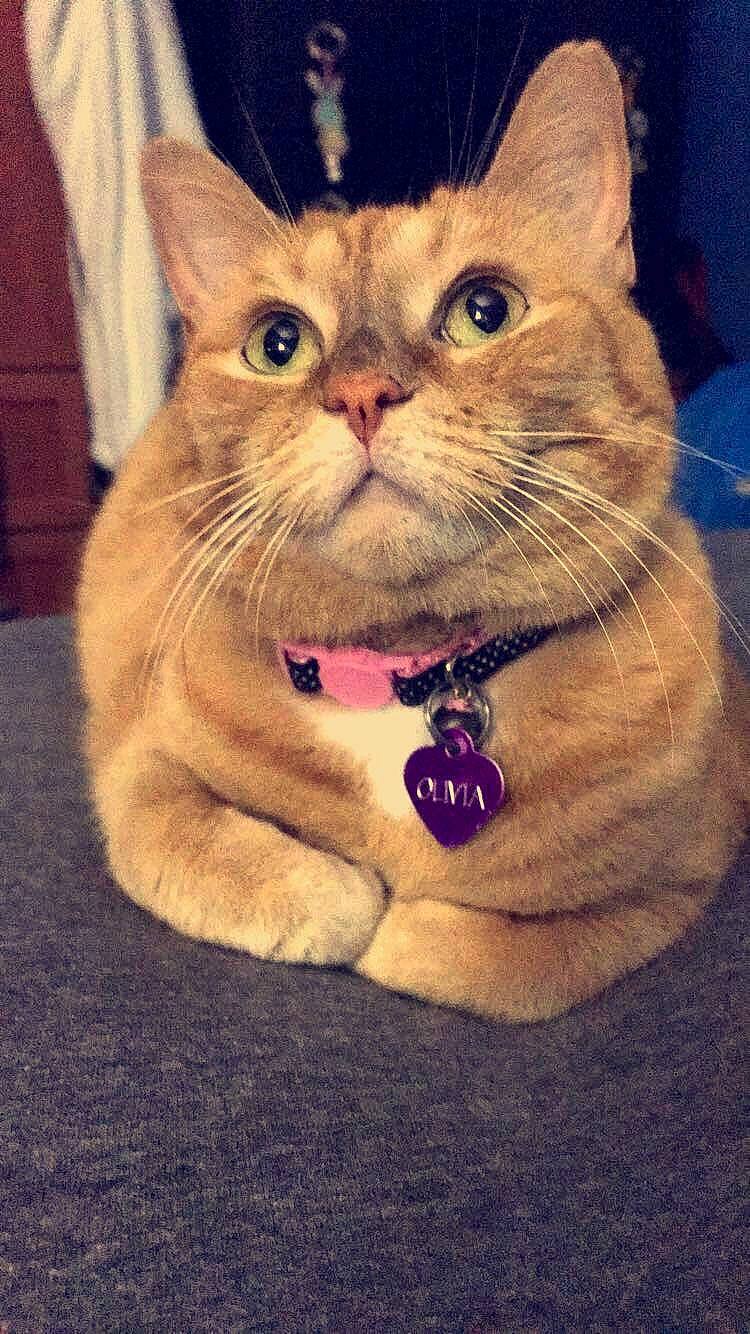 Olivia is registered to the contest to win money with this photo: asian, british_shorthair, carnivore, cat, domestic_short_haired_cat, european_shorthair, fawn, felidae, kitten, mammal, paw, small_to_medium_sized_cats, snout, tabby_cat, whiskers