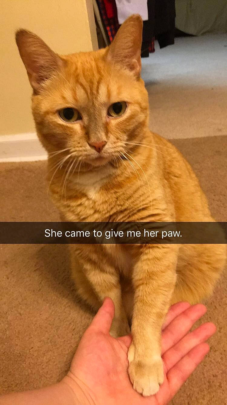 Olivia joined the competition — help win amazing prizes! aegean_cat, arabian_mau, asian, australian_mist, carnivore, cat, domestic_short_haired_cat, european_shorthair, fawn, felidae, german_rex, kitten, mammal, photo_caption, polydactyl_cat, small_to_medium_sized_cats, snout, tabby_cat, vertebrate, whiskers