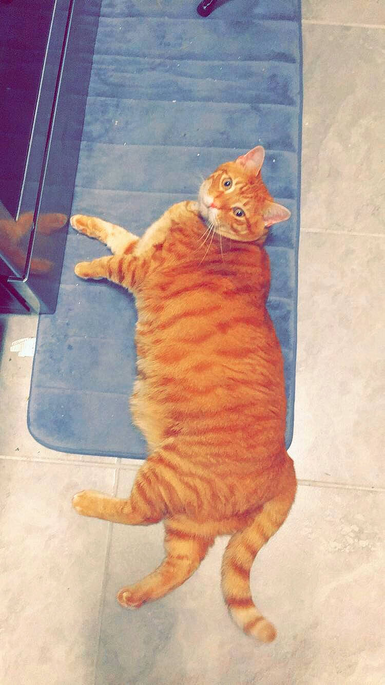 Marmalade joined the competition — help win amazing prizes! american_shorthair, arabian_mau, carnivore, cat, claw, domestic_short_haired_cat, european_shorthair, felidae, german_rex, kitten, kurilian_bobtail, ocicat, paw, small_to_medium_sized_cats, tabby_cat, tail, whiskers