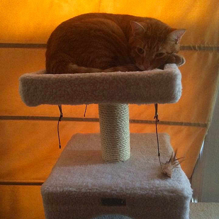 Marmalade