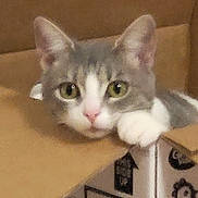 Bella is registered to the contest to win money with this photo: cat, gray_cat, white_cat, cardboard_box, pet, indoor, floor, curious, paw, green_eyes, resting, feline, animal, box, cute, domestic_cat, looking, head, cozy, home