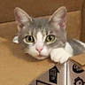 cat, gray_cat, white_cat, cardboard_box, pet, indoor, floor, curious, paw, green_eyes, resting, feline, animal, box, cute, domestic_cat, looking, head, cozy, home