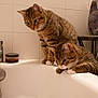 cat, tabby_cat, bathtub, bubbles, white_tiles, curious, indoor, pet, animal, fur, whiskers, paws, bathroom, household, feline, looking_down, two_cats, striped, domestic_cat, side_view