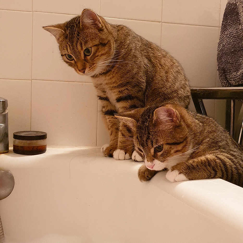 Stéphanie Lours participe au concours pour gagner de l'argent avec cette photo : animal, bathroom, bathtub, bubbles, cat, curious, domestic_cat, feline, fur, household, indoor, looking_down, paws, pet, side_view, striped, tabby_cat, two_cats, whiskers, white_tiles