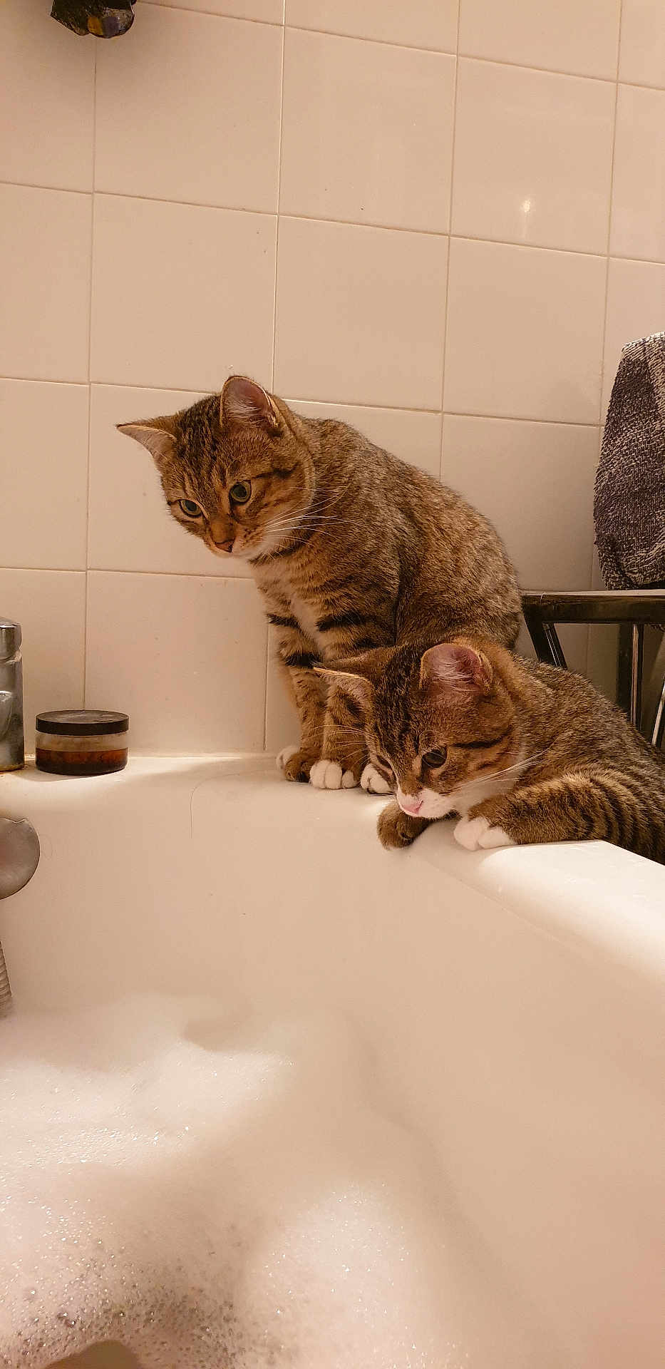 Stéphanie Lours participe au concours pour gagner de l'argent avec cette photo : cat, tabby_cat, bathtub, bubbles, white_tiles, curious, indoor, pet, animal, fur, whiskers, paws, bathroom, household, feline, looking_down, two_cats, striped, domestic_cat, side_view