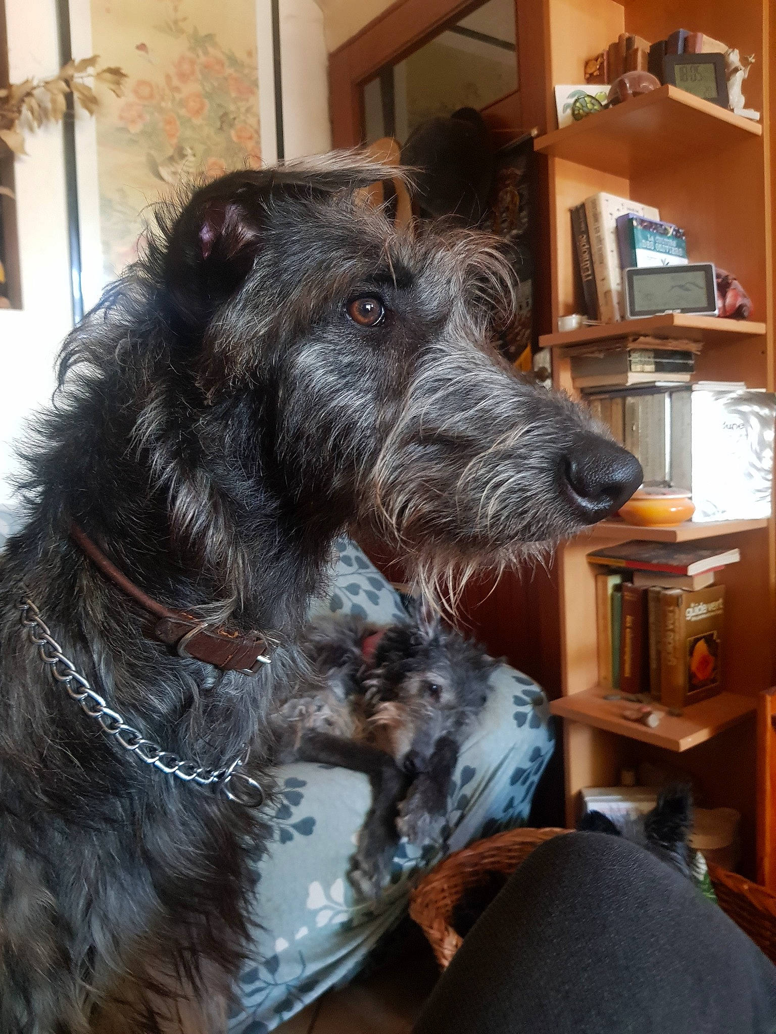 Teelda a rejoint le concours — aidez-le/la à gagner de superbes lots ! bookcase, carnivore, collar, companion_dog, dog, dog_breed, ear, fur, home_appliance, liver, schnauzer, shelf, shelving, small_terrier, snout, sporting_group, television, terrier, working_animal, working_dog