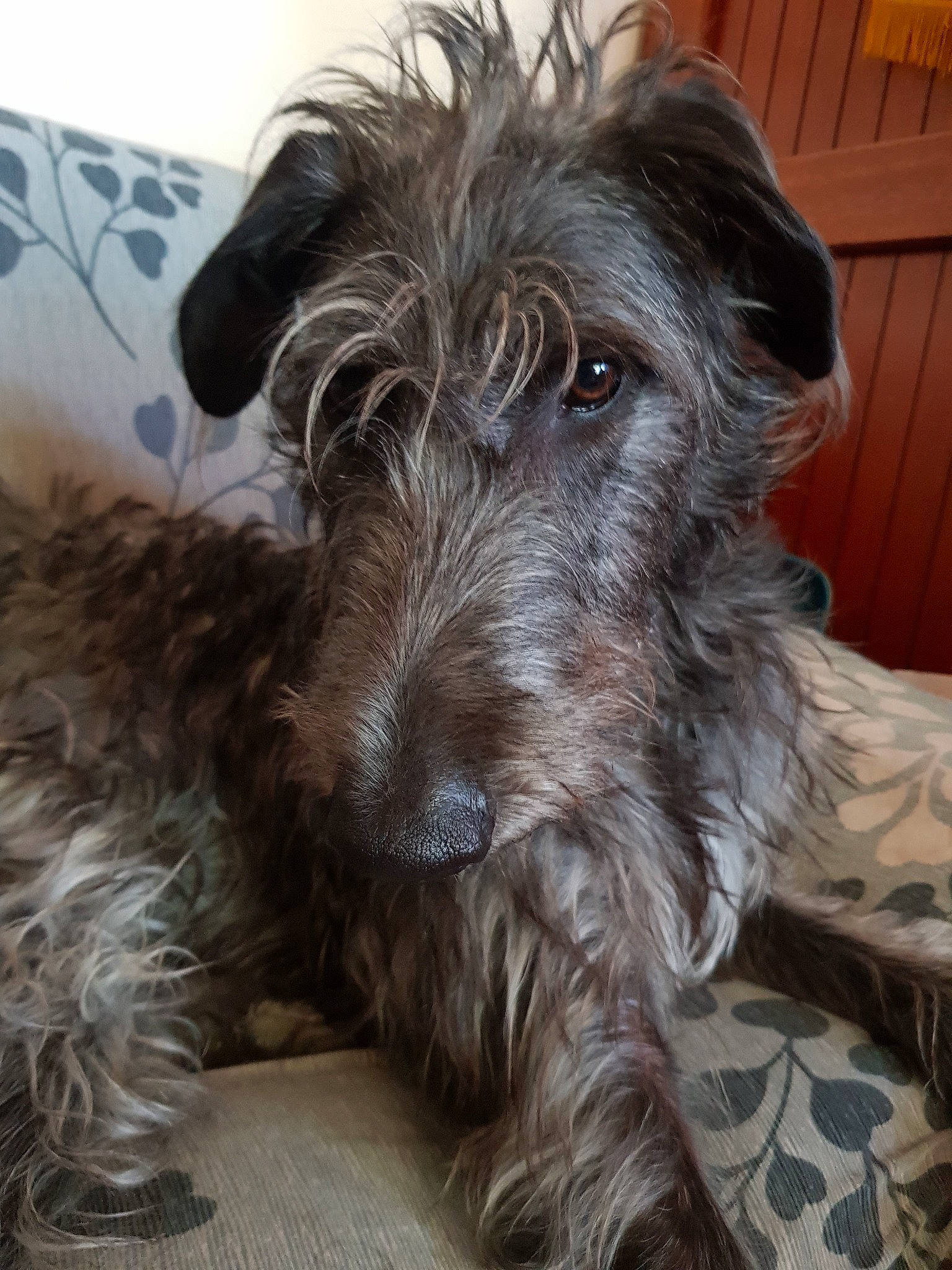 Teelda participe au concours pour gagner de l'argent avec cette photo : canidae, carnivore, companion_dog, dog, dog_breed, fur, liver, schnauzer, small_terrier, snout, sporting_group, standard_schnauzer, stichelhaar, terrier, toy_dog, working_animal