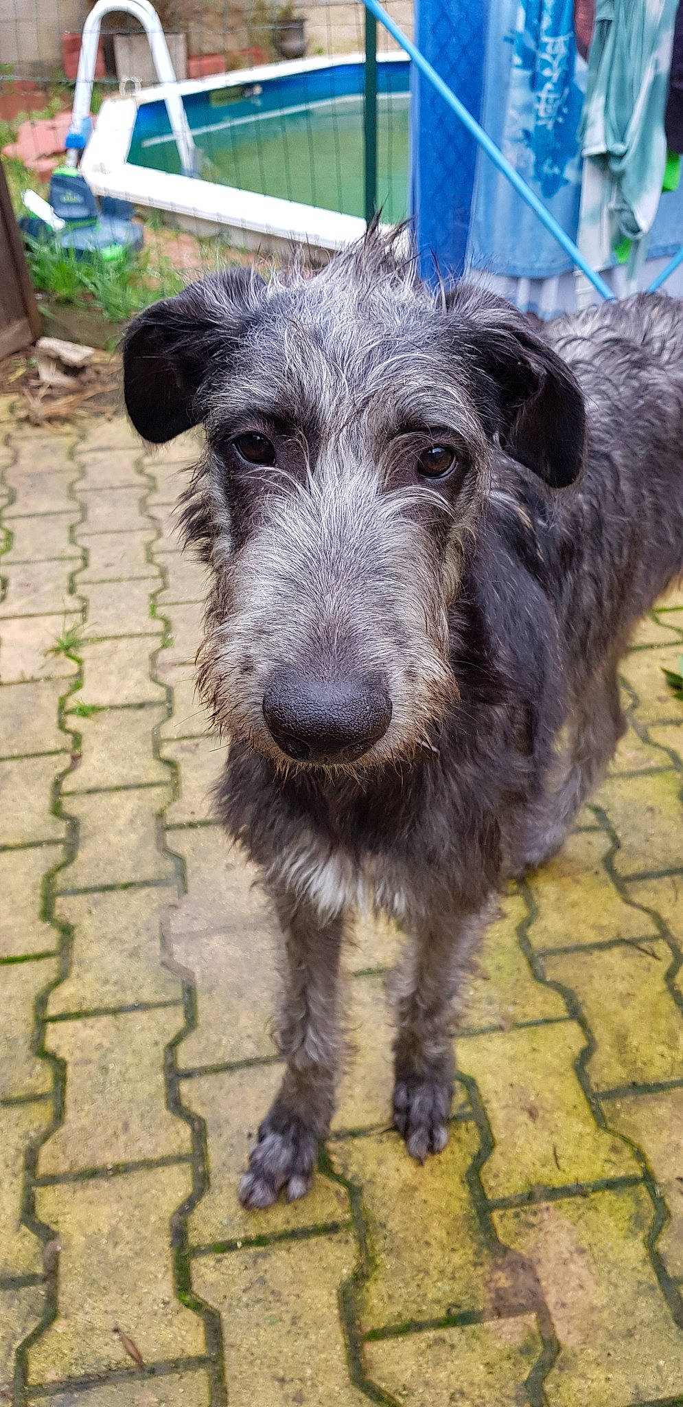 Teelda a rejoint le concours — aidez-le/la à gagner de superbes lots ! canidae, carnivore, companion_dog, dog, dog_breed, fur, livestock, puppy, snout, sporting_group, terrestrial_animal, terrier, toy_dog, working_animal