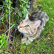 Ralphie is registered to the contest to win money with this photo: cat, tabby, grass, outdoor, fence, greenery, animal, pet, whiskers, ears, eyes, nature, curious, closeup, mammal, crouching, fur, daylight, playful, alert