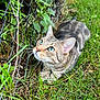 cat, tabby, grass, outdoor, fence, greenery, animal, pet, whiskers, ears, eyes, nature, curious, closeup, mammal, crouching, fur, daylight, playful, alert