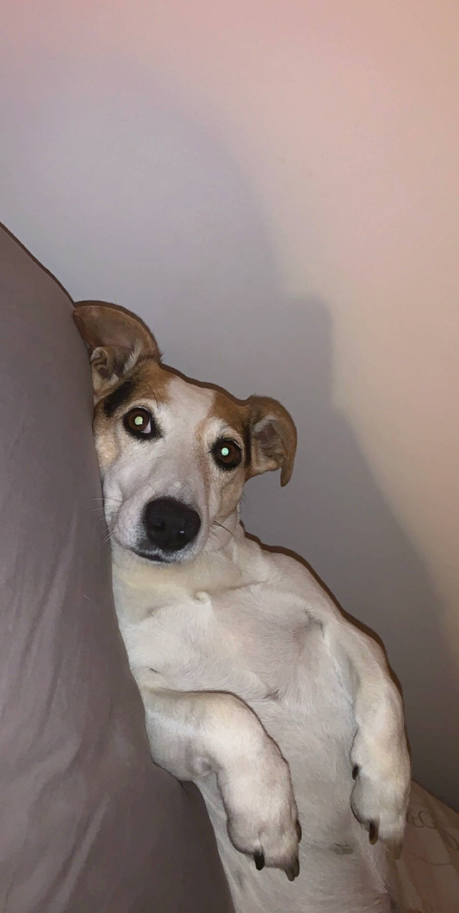 Gus a rejoint le concours — aidez-le/la à gagner de superbes lots ! bone, canidae, carnivore, companion_dog, dog, dog_breed, ear, fawn, fur, jaw, non_sporting_group, puppy, sighthound, snout, sporting_group, street_dog, terrestrial_animal, toy_dog, whiskers, working_animal