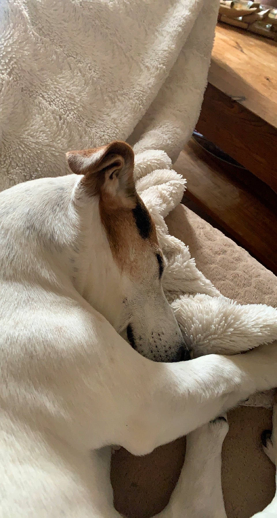 Gus participe au concours pour gagner de l'argent avec cette photo : bedding, canidae, carnivore, comfort, companion_dog, dog, dog_breed, fawn, felidae, fur, human_leg, linens, small_to_medium_sized_cats, snout, sporting_group, tail, terrestrial_animal, whiskers, wood, working_animal