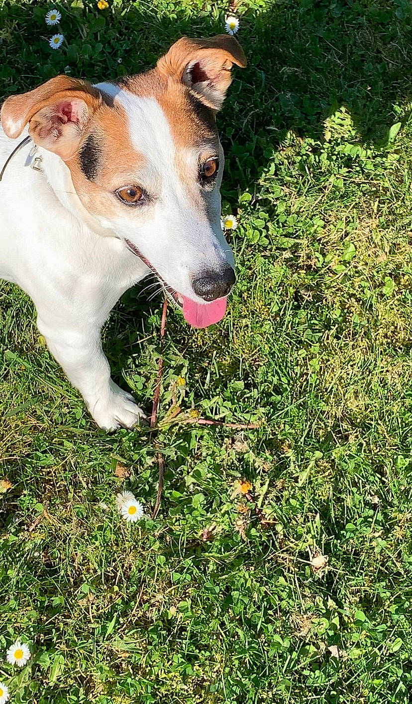 Gus a rejoint le concours — aidez-le/la à gagner de superbes lots ! ancient_dog_breeds, carnivore, collar, companion_dog, dog, dog_breed, fawn, grass, groundcover, hunting_dog, non_sporting_group, plant, snout, sporting_group, tail, terrestrial_animal, terrier, whiskers, working_animal, working_dog