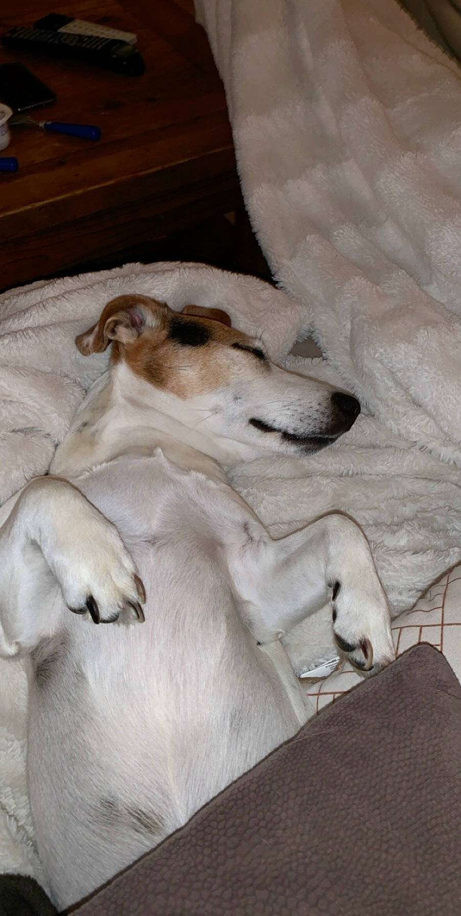 Gus a rejoint le concours — aidez-le/la à gagner de superbes lots ! canidae, carnivore, comfort, companion_dog, dog, dog_breed, fawn, fur, linens, nap, paw, sleep, sporting_group, tail