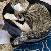 Cookie participe au concours pour gagner de l'argent avec cette photo : cat, tabby, pet_bed, sleepy, cozy, curled_up, indoor, feline, fur, whiskers, paw, tail, blanket, floral_pattern, blue_blanket, bedroom, resting, domestic_animal, cute, comfortable