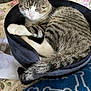 cat, tabby, pet_bed, sleepy, cozy, curled_up, indoor, feline, fur, whiskers, paw, tail, blanket, floral_pattern, blue_blanket, bedroom, resting, domestic_animal, cute, comfortable