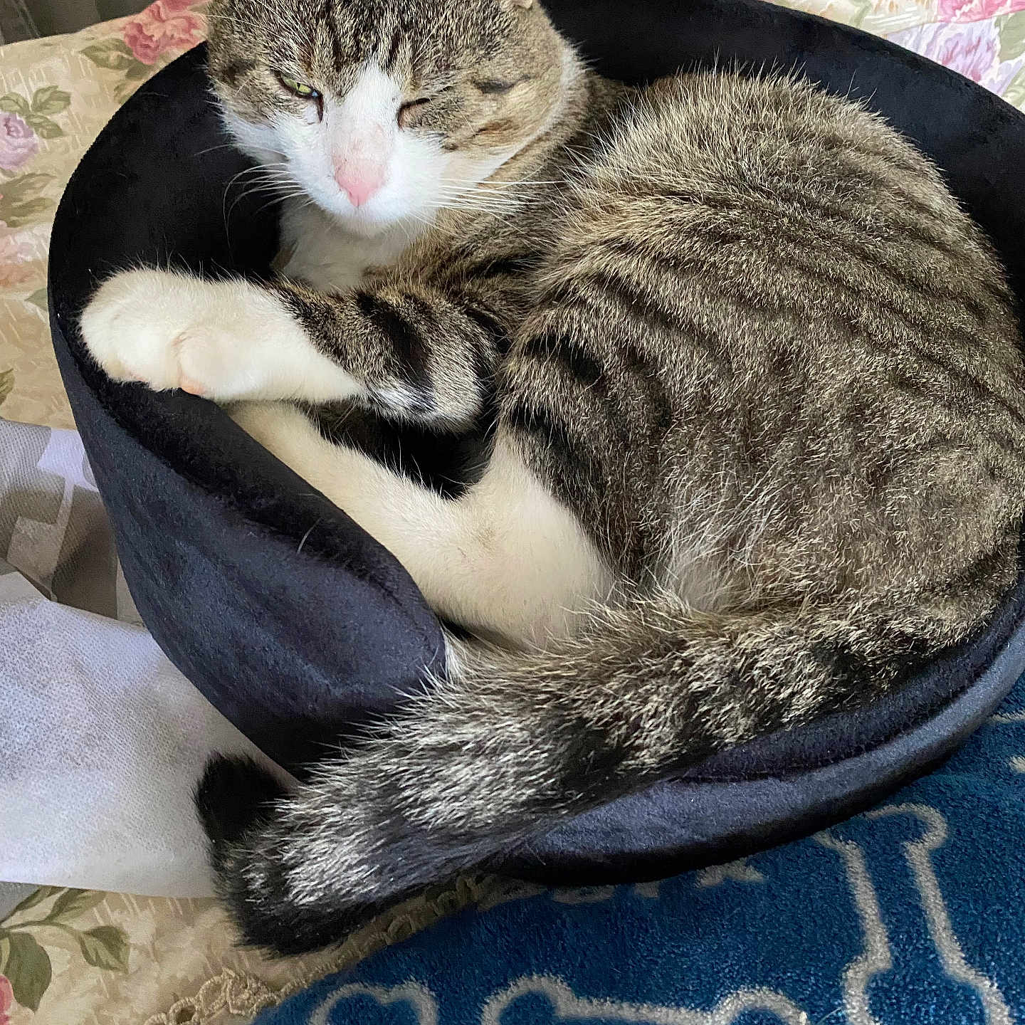 Cookie participe au concours pour gagner de l'argent avec cette photo : bedroom, blanket, blue_blanket, cat, comfortable, cozy, curled_up, cute, domestic_animal, feline, floral_pattern, fur, indoor, paw, pet_bed, resting, sleepy, tabby, tail, whiskers