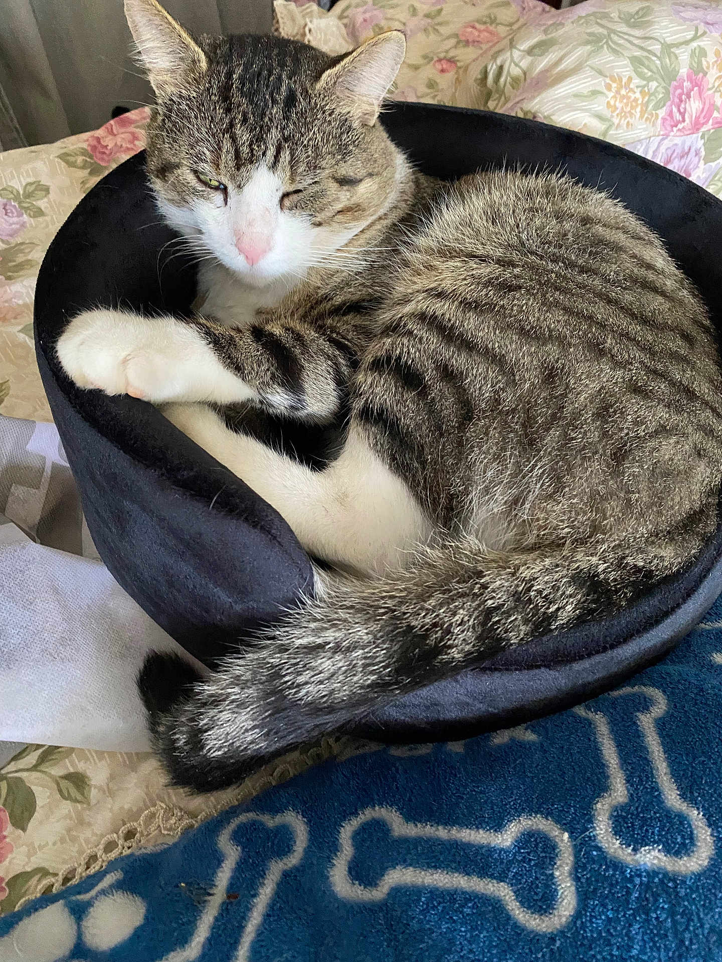 Cookie participe au concours pour gagner de l'argent avec cette photo : cat, tabby, pet_bed, sleepy, cozy, curled_up, indoor, feline, fur, whiskers, paw, tail, blanket, floral_pattern, blue_blanket, bedroom, resting, domestic_animal, cute, comfortable