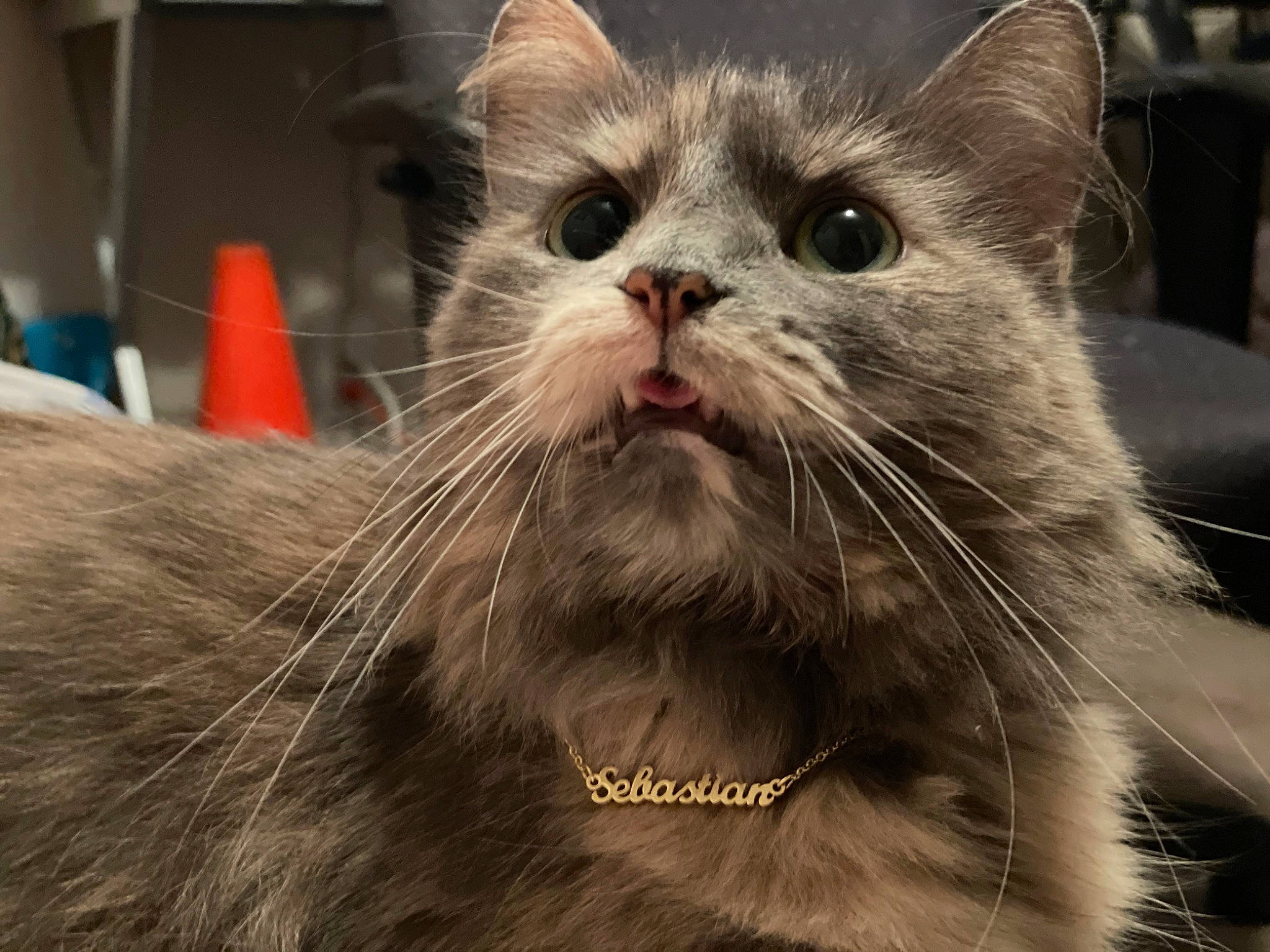 Little joined the competition — help win amazing prizes! carnivore, cat, domestic_short_haired_cat, fang, felidae, fur, moustache, paw, small_to_medium_sized_cats, snout, terrestrial_animal, whiskers