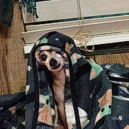 Reese Cup joined the competition — help win amazing prizes! animal, bedding, bedroom, blanket, closeup, cozy, curtain, dog, eye, face, funny, hooded, indoors, nose, pet, portrait, small_dog, window, wood_paneling, wrapped
