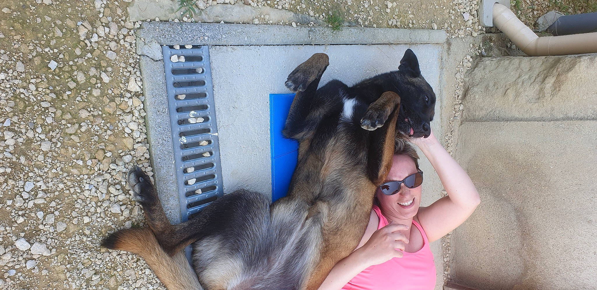 Lhla a rejoint le concours — aidez-le/la à gagner de superbes lots ! canidae, carnivore, dog, dog_breed, ear, fawn, german_shepherd_dog, guard_dog, snout, street_dog, working_animal